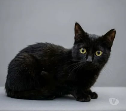 Don animaux Villalbe Carcassonne - Photos Vivastreet Arya chatonne 2 mois 1 2 cherche famille