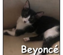 Photos Vivastreet BEYONCE, adorable chatonne