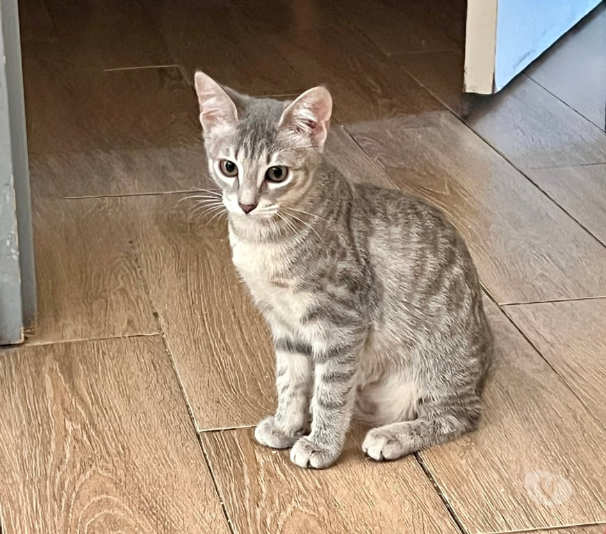Don animaux Rhône Lyon - Photos Vivastreet BLIZZIE, adorable chatonne joueuse