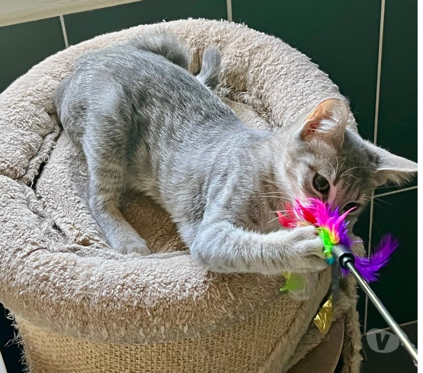 Don animaux Rhône Lyon - Photos Vivastreet BLIZZIE, adorable chatonne joueuse