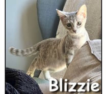 Photos Vivastreet BLIZZIE, adorable chatonne joueuse
