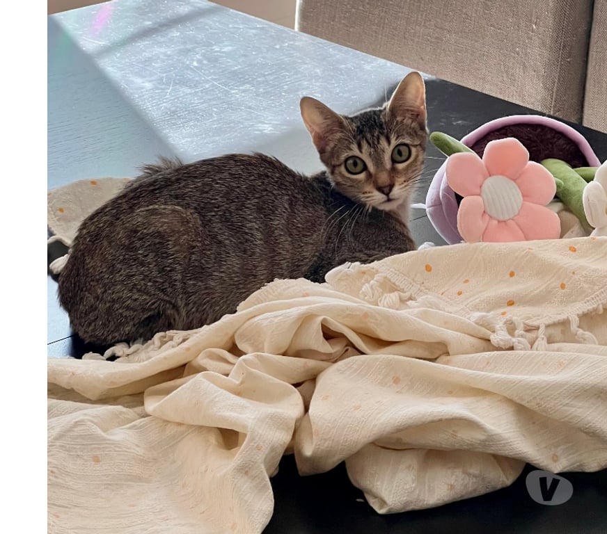 Don animaux Rhône Lyon - Photos Vivastreet BLOUPSIE, chatonne douce et gentille