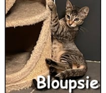 Photos Vivastreet BLOUPSIE, chatonne douce et gentille