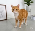 Villalbe - Carcassonne — Polo adorable chat 1 an cherche famille