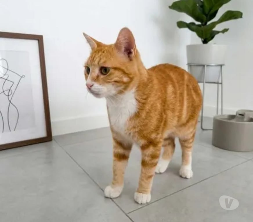 Don animaux Aude Carcassonne - Photos Vivastreet Polo adorable chat 1 an cherche famille