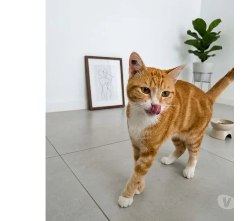 Don animaux Aude Carcassonne - Photos Vivastreet Polo adorable chat 1 an cherche famille