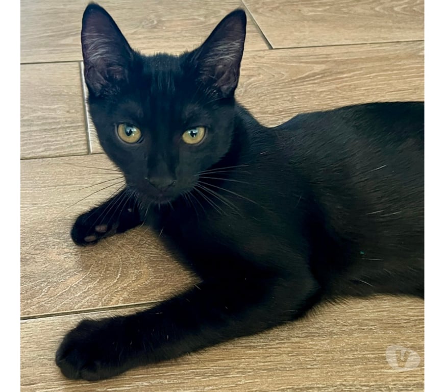 Don animaux Rhône Lyon - Photos Vivastreet BOB-OMB, adorable chaton