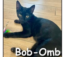 Photos Vivastreet BOB-OMB, adorable chaton