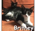 Lyon - Lyon — BRITNEY, chatonne très joueuse et câline