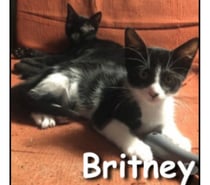 Photos Vivastreet BRITNEY, chatonne très joueuse et câline