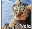 Lyon - Lyon — NALA, adorable minette douce et câline