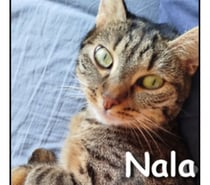 Photos Vivastreet NALA, adorable minette douce et câline