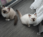 Paris 16ème ardt - Paris — Chatons Mâles Sacré de Birmanie