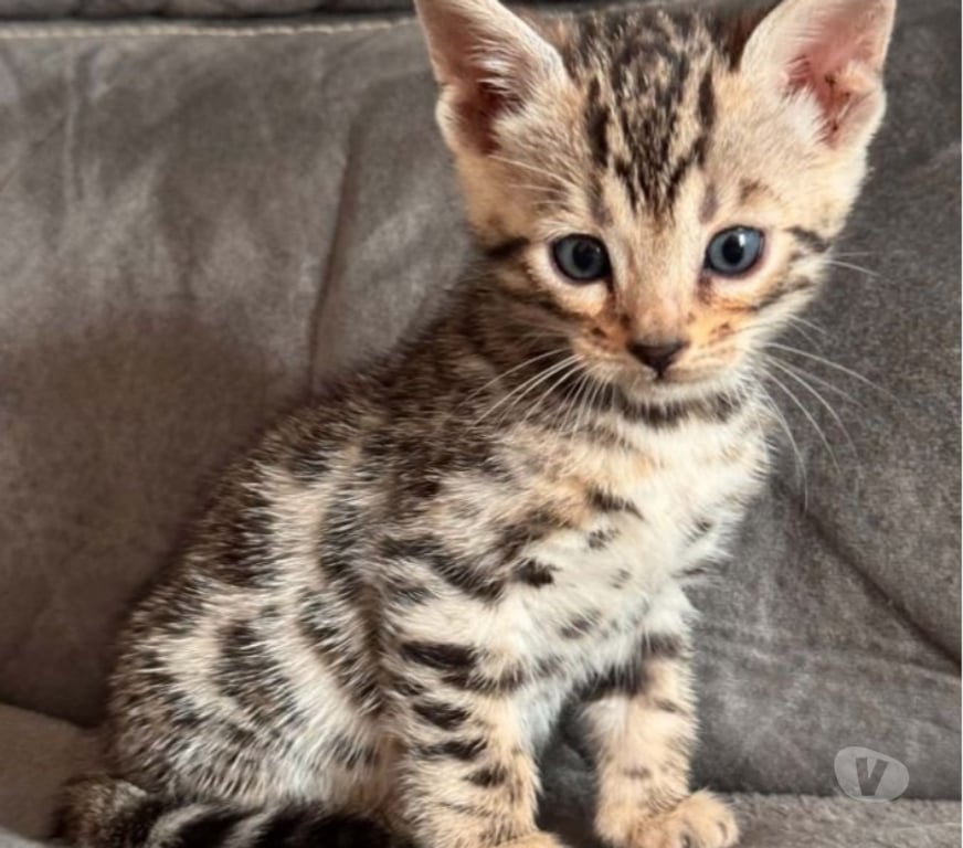 Vente Paris Paris 18ème ardt - 75018 - Photos Vivastreet Adorable chatons bengal