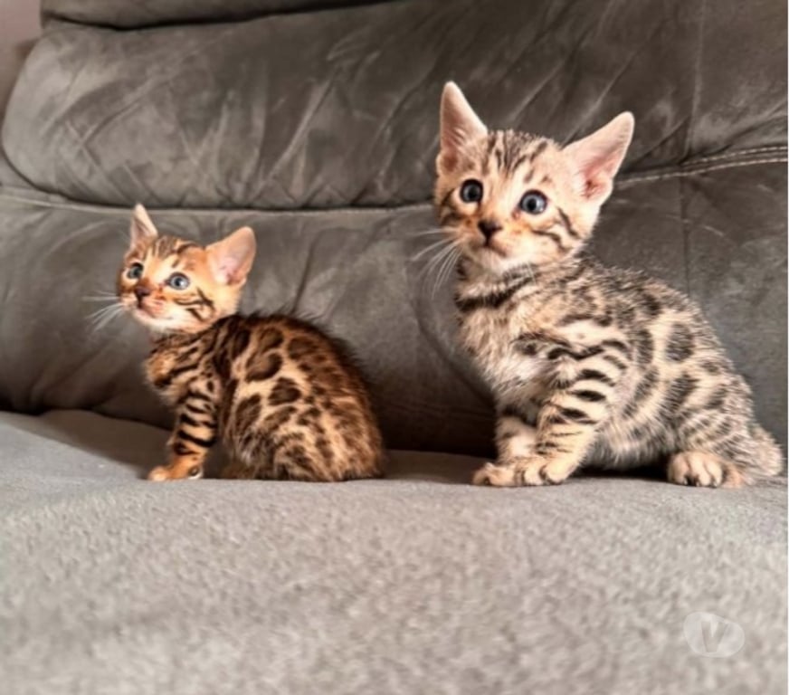Vente Paris Paris 18ème ardt - 75018 - Photos Vivastreet Adorable chatons bengal