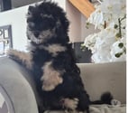 Luchapt - Vienne — Chiot mâle caniche toy phantom
