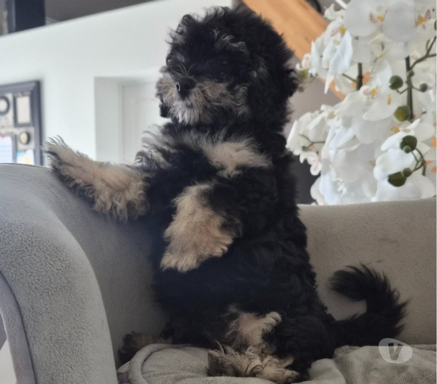Vente Vienne Luchapt - 86430 - Photos Vivastreet Chiot mâle caniche toy phantom