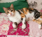 Villalbe - Carcassonne — Kathleen 1 an gentille chatte cherche adoptants