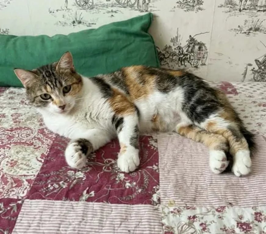 Don animaux Aude Carcassonne - Photos Vivastreet Kathleen 1 an gentille chatte cherche adoptants