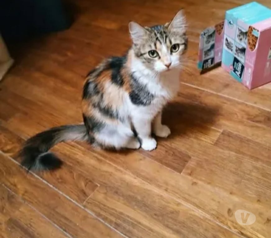 Don animaux Aude Carcassonne - Photos Vivastreet Kathleen 1 an gentille chatte cherche adoptants