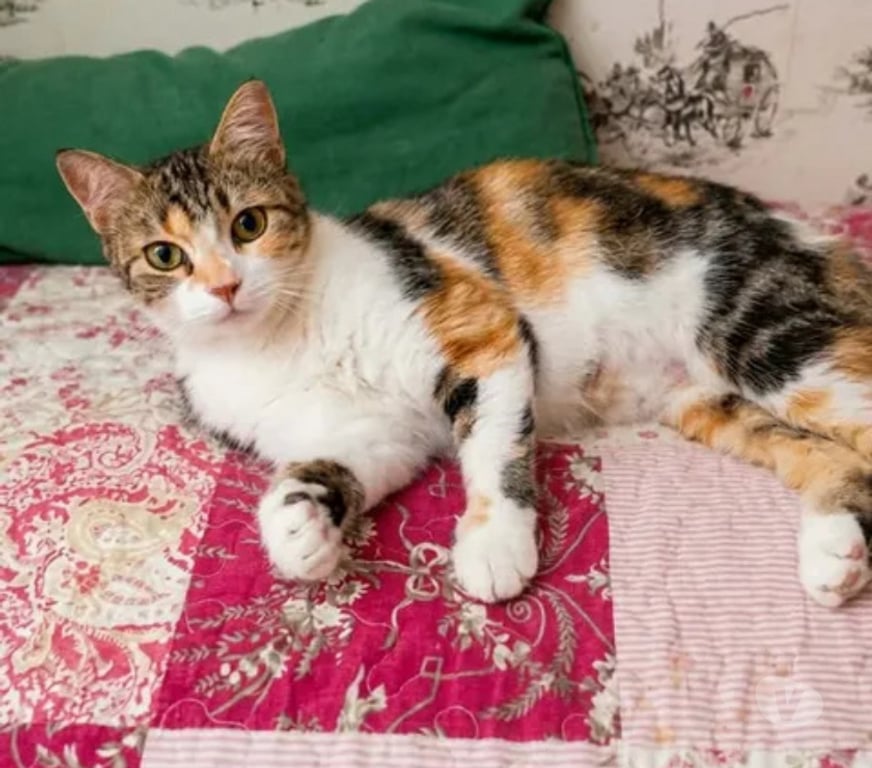 Don animaux Aude Carcassonne - Photos Vivastreet Kathleen 1 an gentille chatte cherche adoptants