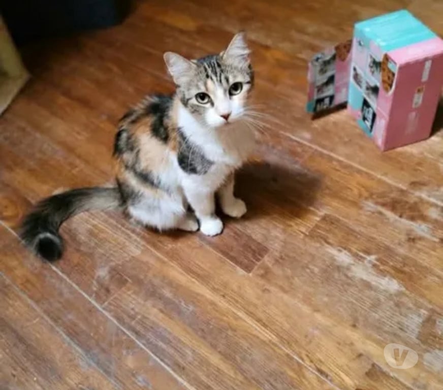 Don animaux Aude Carcassonne - Photos Vivastreet Kathleen 1 an gentille chatte cherche adoptants