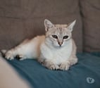 Villalbe - Carcassonne — Alpine 11 ans chatte gentille et reservée cherche sauveur