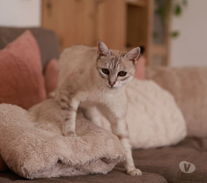 Don animaux Aude Carcassonne - Photos Vivastreet Alpine 11 ans chatte gentille et reservée cherche sauveur