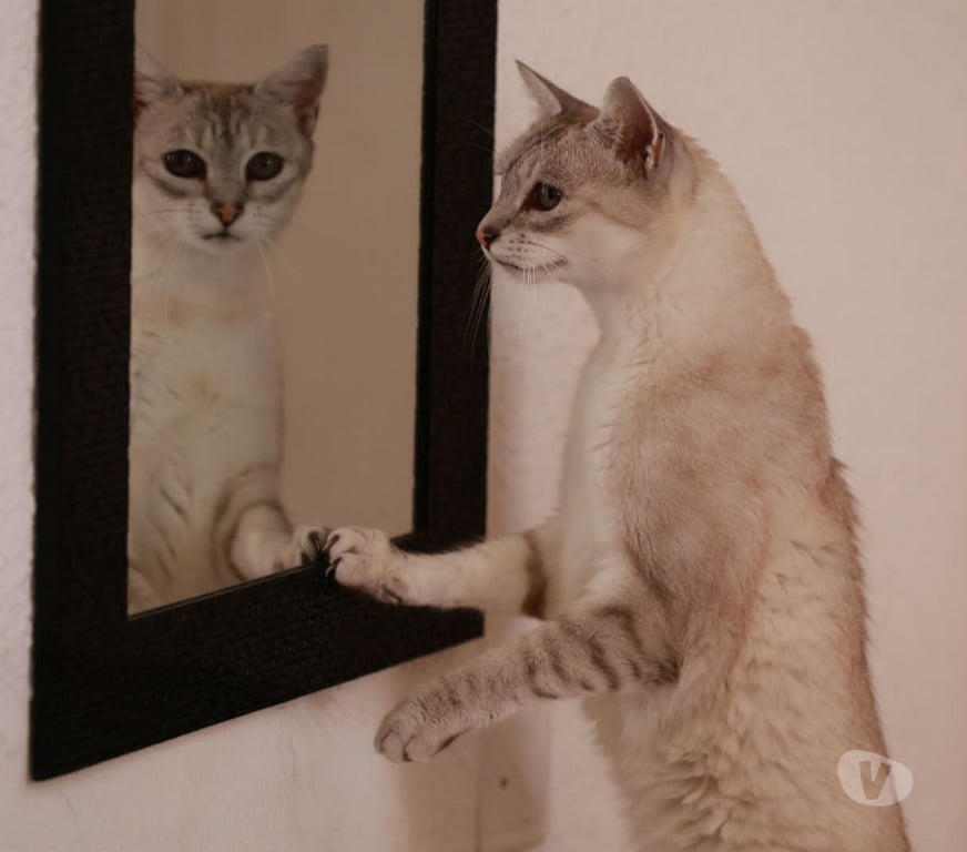 Don animaux Aude Carcassonne - Photos Vivastreet Alpine 11 ans chatte gentille et reservée cherche sauveur
