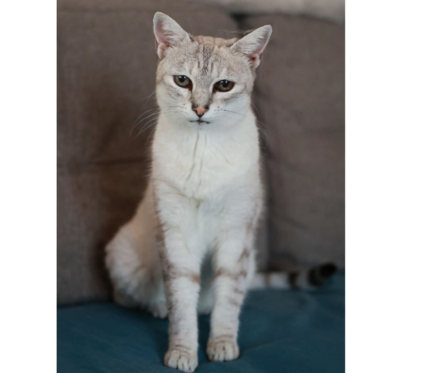 Don animaux Aude Carcassonne - Photos Vivastreet Alpine 11 ans chatte gentille et reservée cherche sauveur