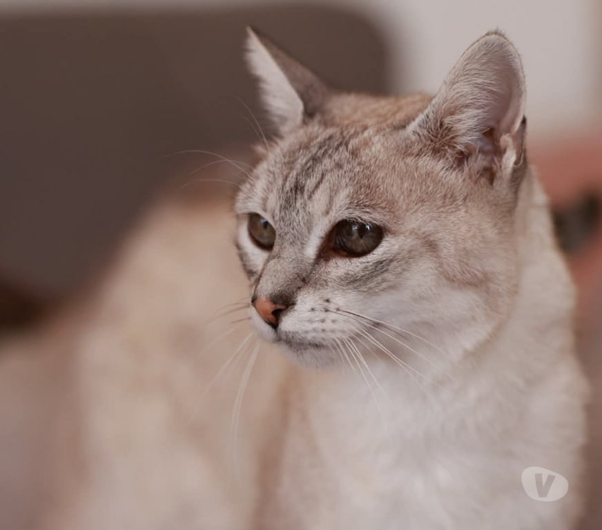 Don animaux Aude Carcassonne - Photos Vivastreet Alpine 11 ans chatte gentille et reservée cherche sauveur