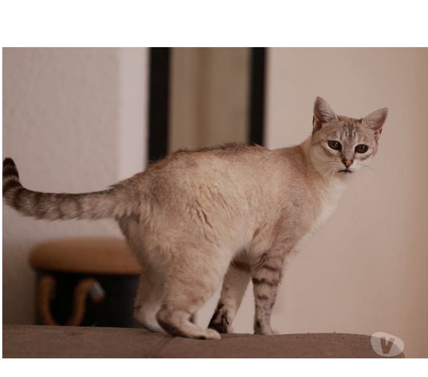 Don animaux Aude Carcassonne - Photos Vivastreet Alpine 11 ans chatte gentille et reservée cherche sauveur