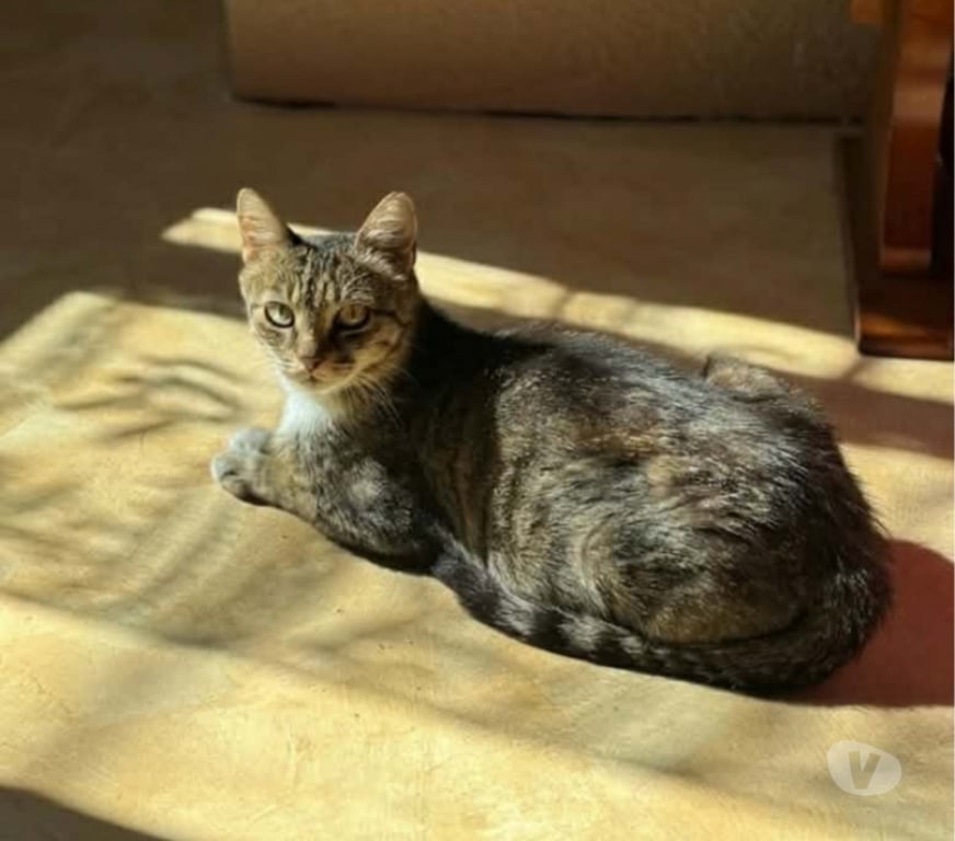 Don animaux Aude Carcassonne - Photos Vivastreet Carole gentille chatte 8 ans cherche adoptants