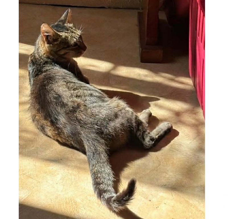Don animaux Aude Carcassonne - Photos Vivastreet Carole gentille chatte 8 ans cherche adoptants