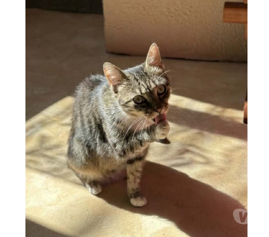 Don animaux Aude Carcassonne - Photos Vivastreet Carole gentille chatte 8 ans cherche adoptants