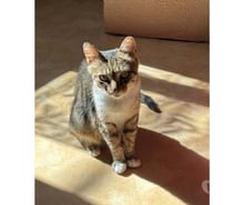 Photos Vivastreet Carole gentille chatte 8 ans cherche adoptants