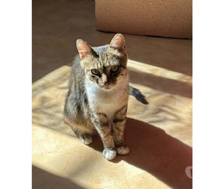 Adoption animaux Villalbe Carcassonne - Photos Vivastreet Carole gentille chatte 8 ans cherche adoptants