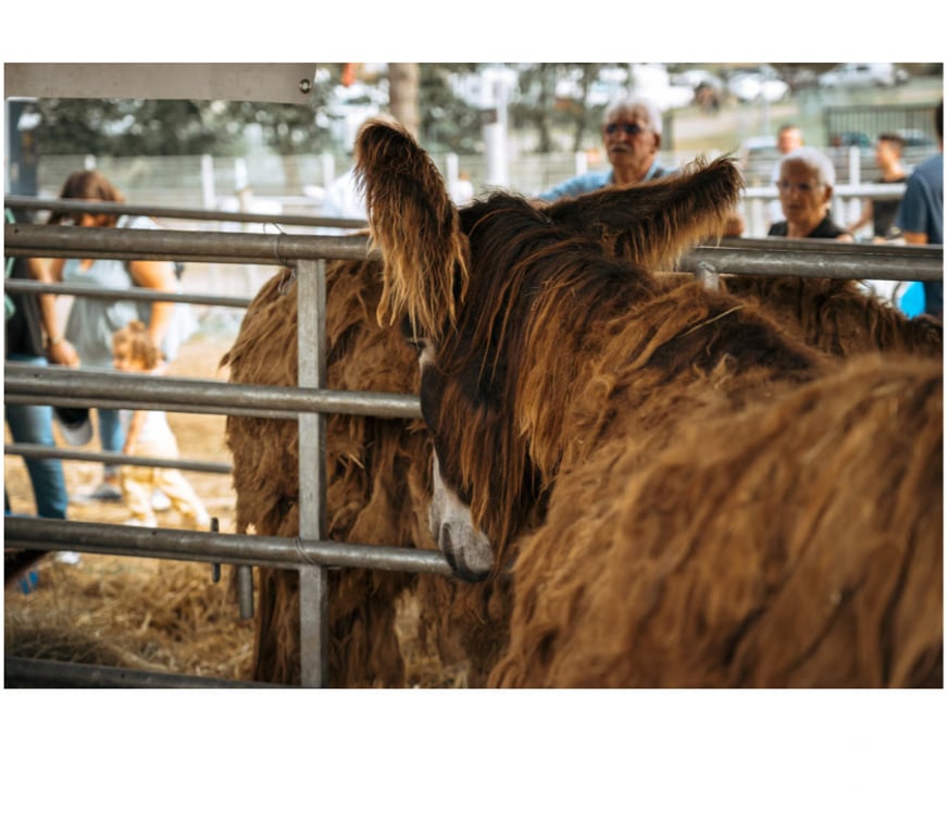 Spectacles Sarthe Le Mans - Photos Vivastreet 2 billets pour la Foire du Mans 2026