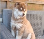 Corbeil Essonnes - Essonne — FEMELLE POMSKY DE 5 MOIS