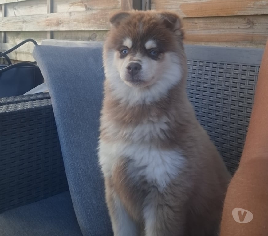 Don animaux Essonne Corbeil Essonnes - 91100 - Photos Vivastreet FEMELLE POMSKY DE 5 MOIS