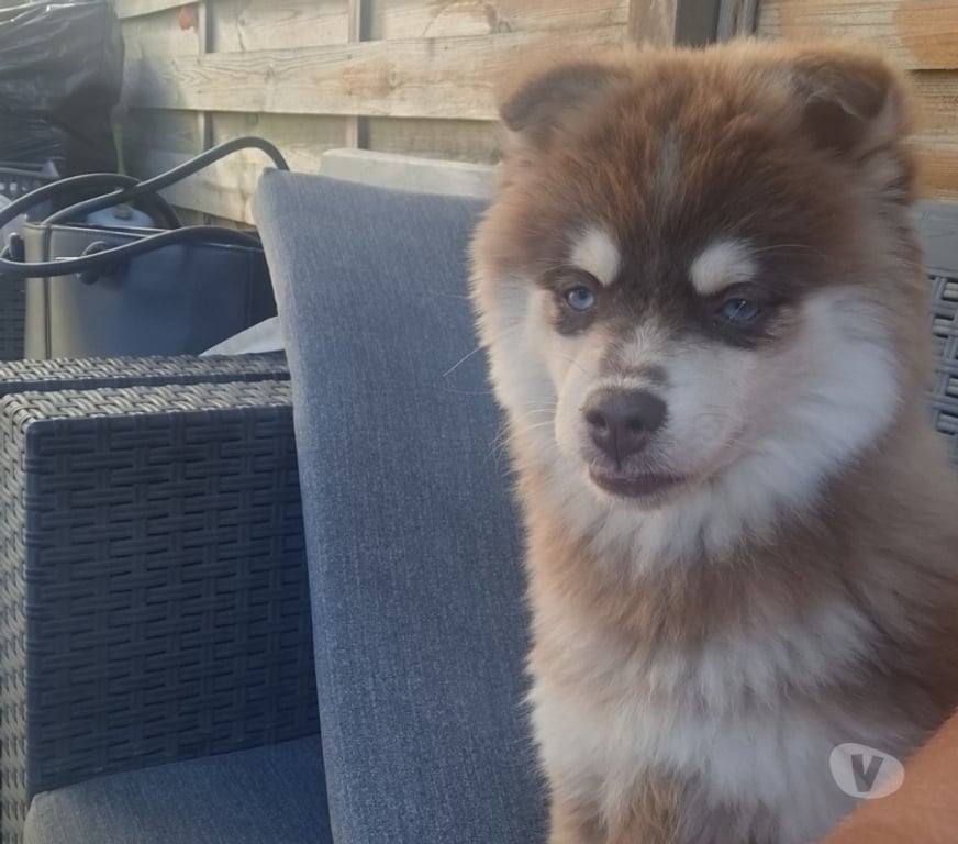 Don animaux Essonne Corbeil Essonnes - 91100 - Photos Vivastreet FEMELLE POMSKY DE 5 MOIS
