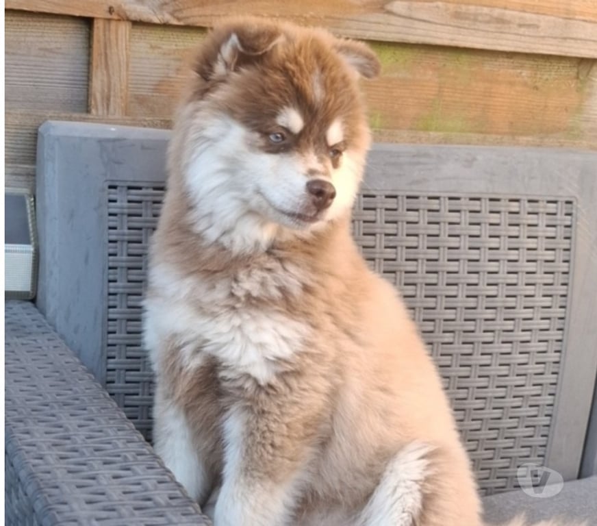 Don animaux Essonne Corbeil Essonnes - 91100 - Photos Vivastreet FEMELLE POMSKY DE 5 MOIS