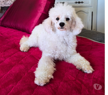 Vente animaux Luchapt Vienne - Photos Vivastreet Adelle femelle adulte caniche toy blanche