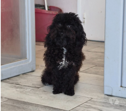 Vente Luchapt Vienne - Photos Vivastreet Agathe femelle caniche toy noire missmark 11 mois
