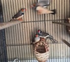 Luchapt - Vienne — Oiseaux mandarin gris