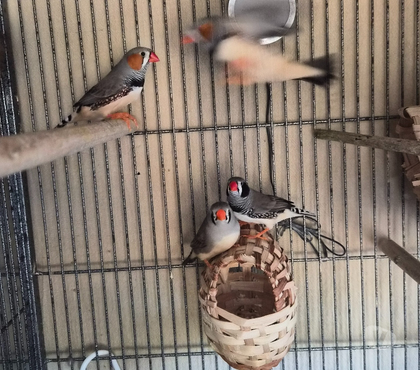 Vente animaux Luchapt Vienne - Photos Vivastreet Oiseaux mandarin gris