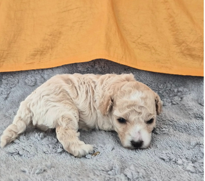 Vente animaux Luchapt Vienne - Photos Vivastreet Chiots caniches toys femelles
