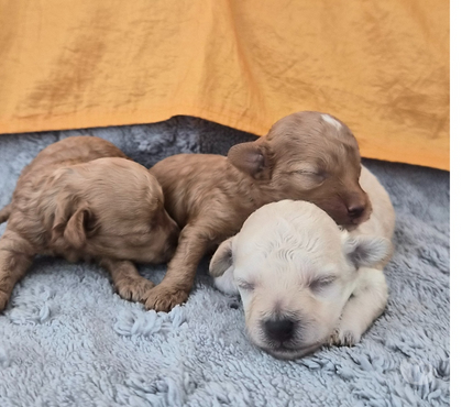 Vente animaux Luchapt Vienne - Photos Vivastreet Chiot caniche toy mâle