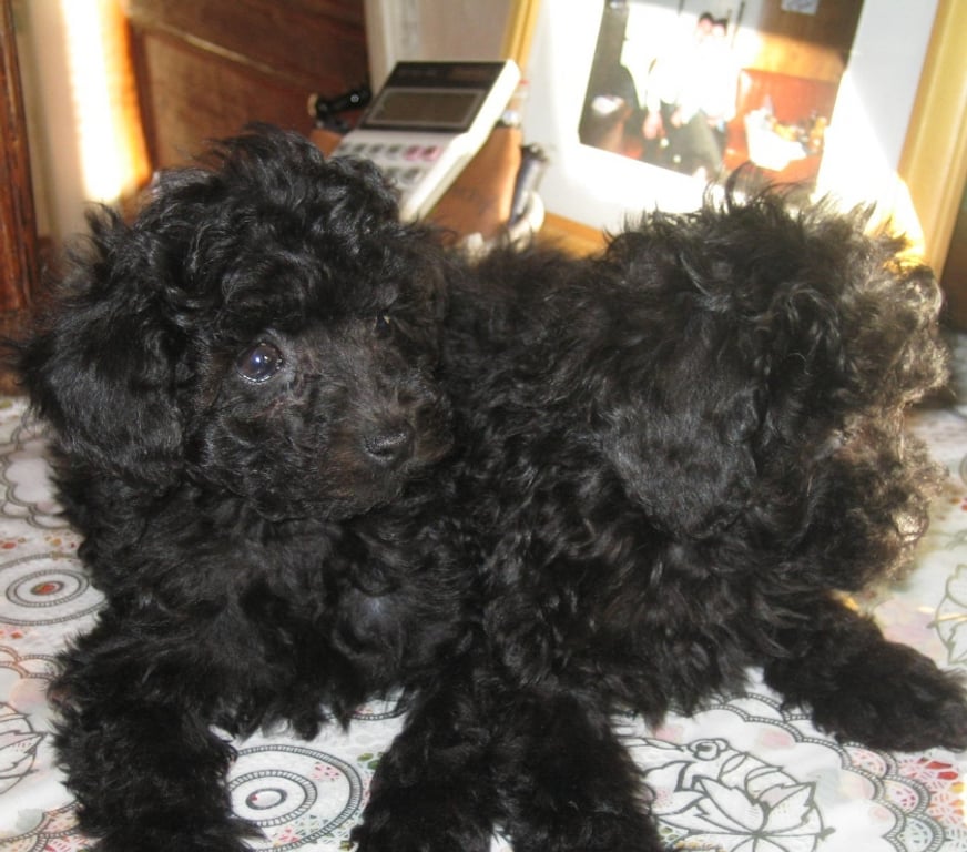 Vente Nord Cambrai - 59400 - Photos Vivastreet chiot type caniche toy a reserve