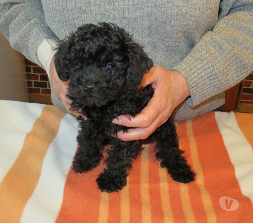 Vente Nord Cambrai - 59400 - Photos Vivastreet chiot type caniche toy a reserve